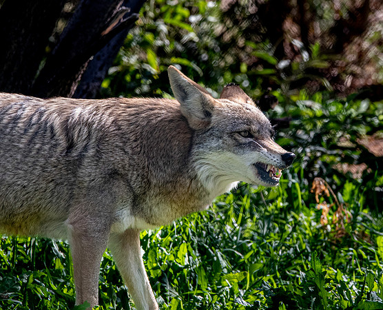 Coyote
