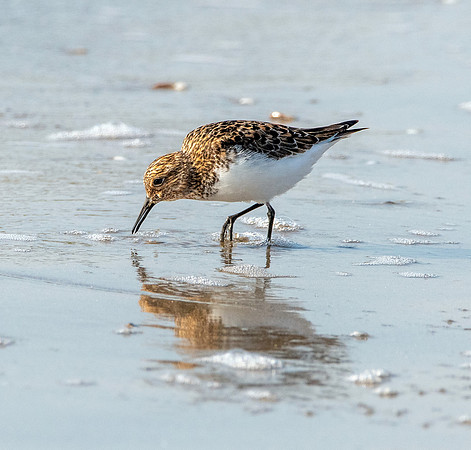 Sanderling