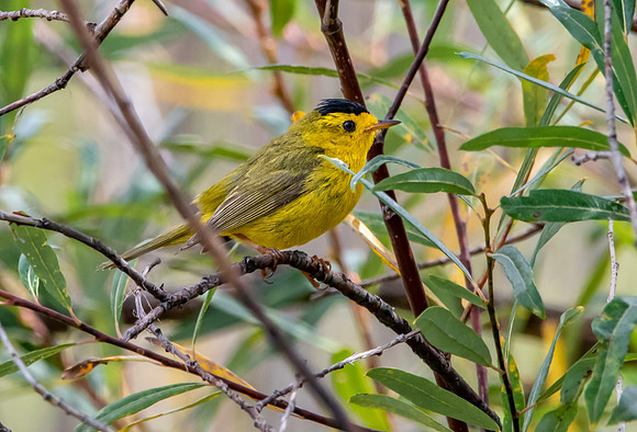 Wilson's warbler