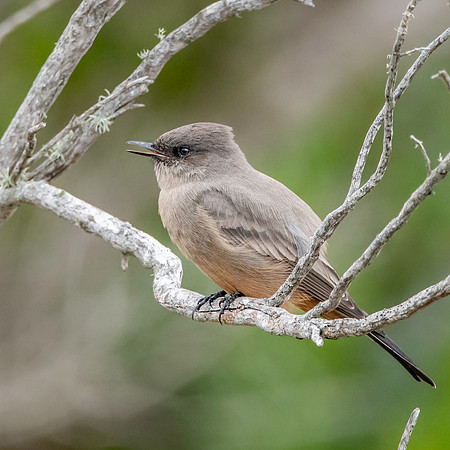 Say's phoebe