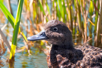 Brown teal / Pāteke