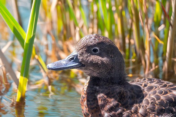 Brown teal / Pāteke