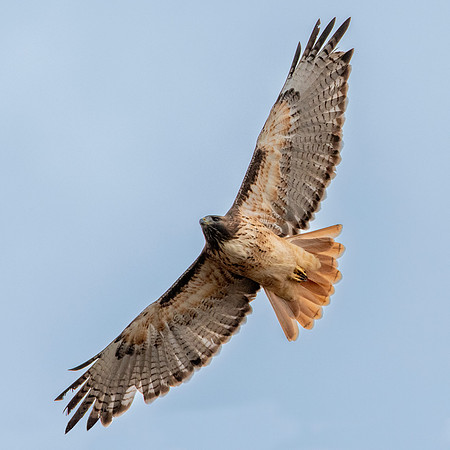 Red tailed hawk