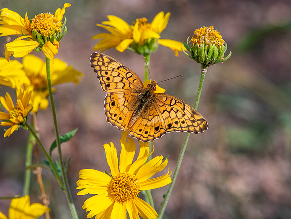 Variegated fritillary