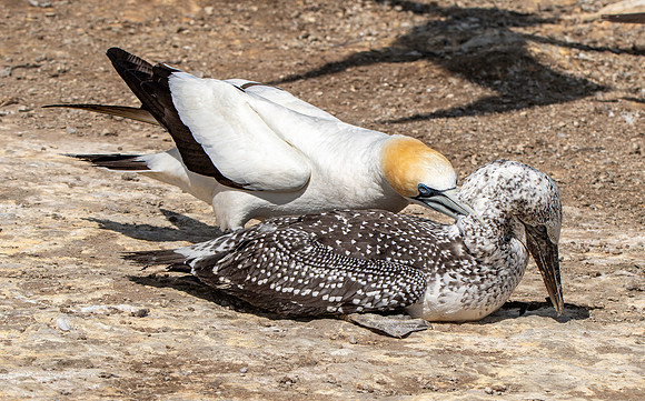 Southern, Australasian Gannet