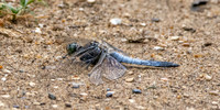 Black tailed skimmer