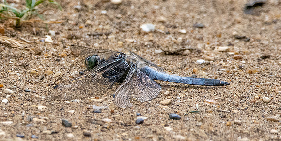 Black tailed skimmer