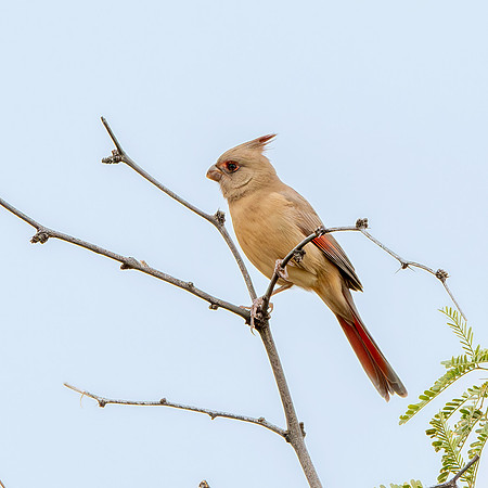 Pyrrhuloxia / Desert cardinal