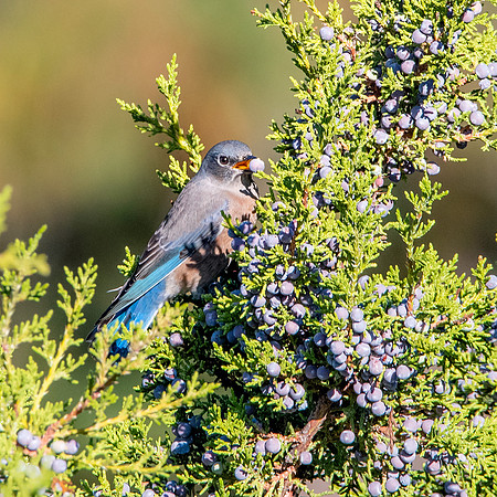 Western bluebird