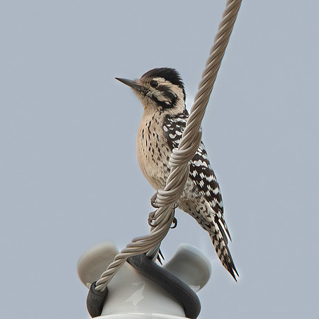 Ladder backed woodpecker, female