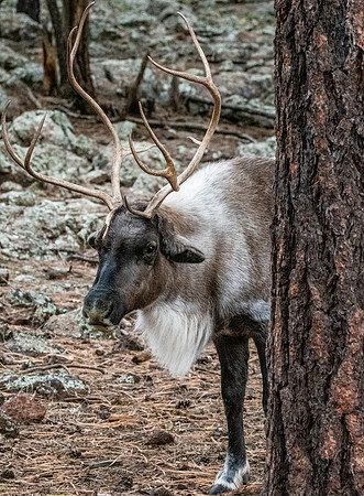 Finnish forest reindeer