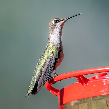 Ruby throated hummingbird