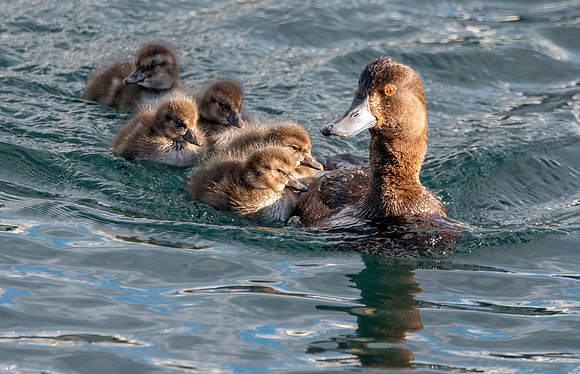 New Zealand scaup / pāpango