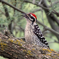 Ladder backed woodpecker