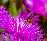 Hummingbird Hawk moth