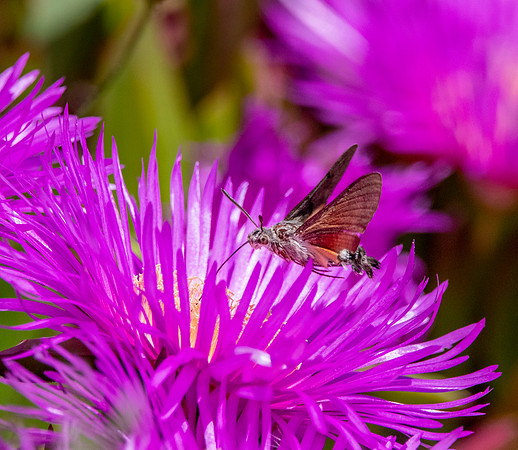 Hummingbird Hawk moth