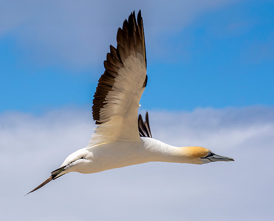 Southern, Australasian Gannet