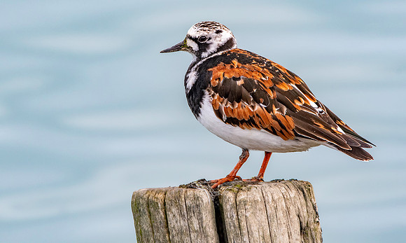Ruddy turnstone