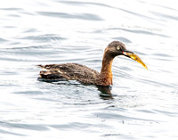 New Zealand dabchick