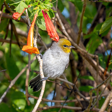 Verdin