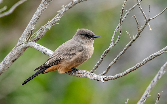 Say's phoebe