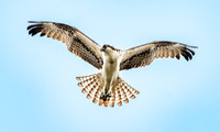Osprey
