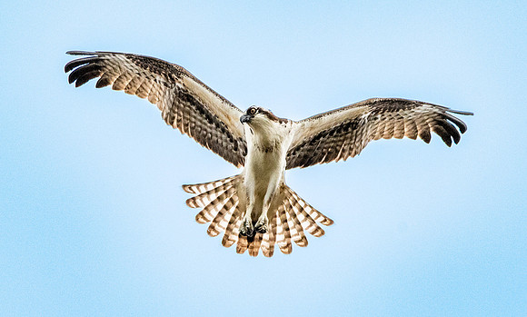 Osprey