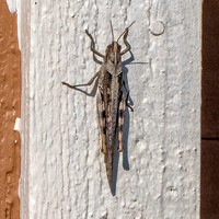 Grey bird grasshopper