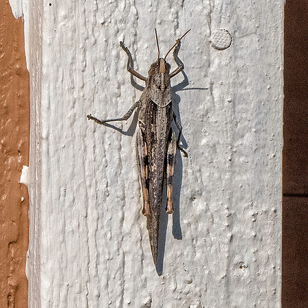 Grey bird grasshopper