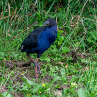 Australasian swamphen, immature