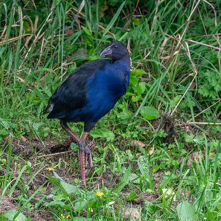 Australasian swamphen, immature