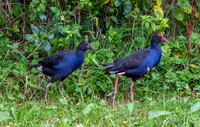 Australasian swamphen
