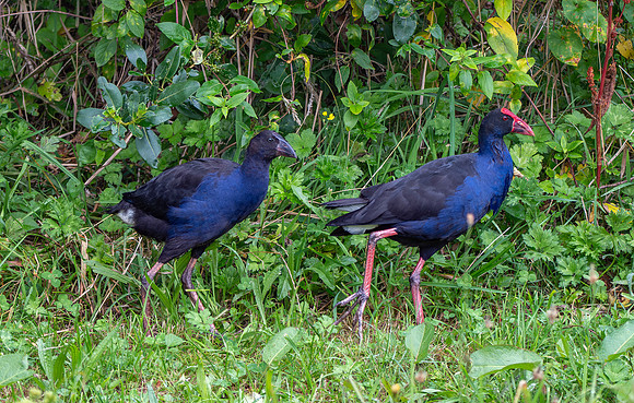 Australasian swamphen