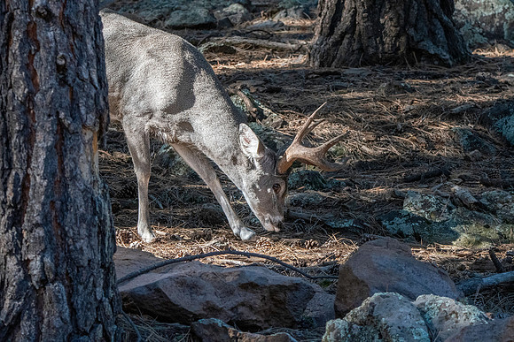 Mule deer