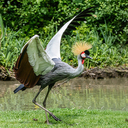 Grey crowned crane