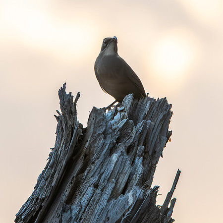 California thrasher