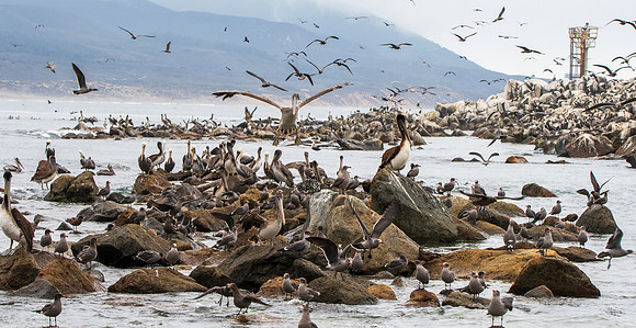 California brown pelican