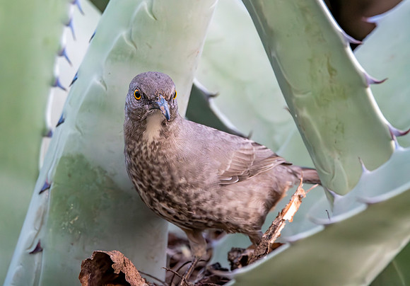 Curve-billed thrasher
