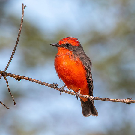 Vermillion flycatcher