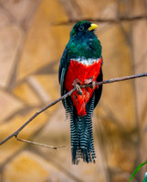 Collared trogon, male