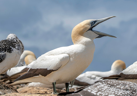 Southern, Australasian Gannet