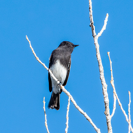 Black Phoebe flycatcher