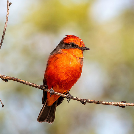 Vermillion flycatcher