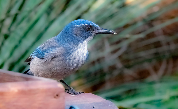 Woodhouse's scrub jay