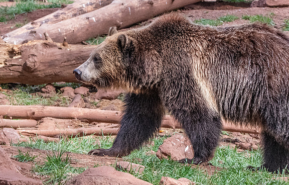Grizzly bear
