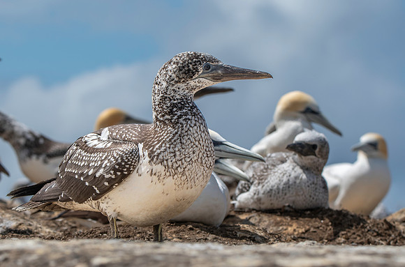 Southern, Australasian Gannet, immature