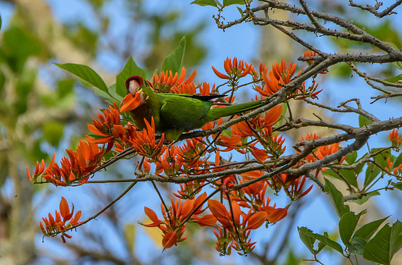 Red fronted conure / Wagler's conure