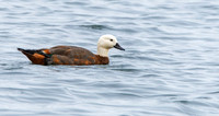 Paradise shelduck