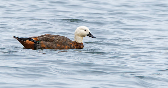 Paradise shelduck