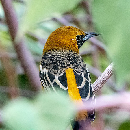 Hooded oriole, male